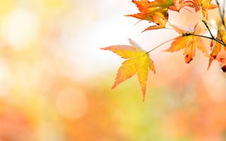 Картинка осень, листья, leaves, дерево, осенние, autumn, клен, maple, colorful