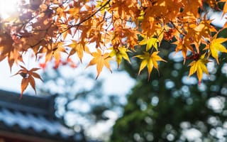 Картинка осень, листья, дерево, клен, colorful, осенние, autumn, leaves, maple