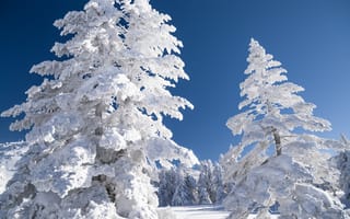 Картинка небо, пейзаж, снег, зима, деревья