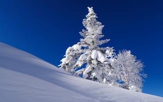 Картинка небо, снег, зима, склон, ель, дерево