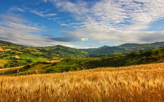 Картинка hills, grass, summer, wheat, cloud