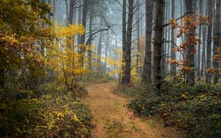 Картинка осень, Radoslaw Dranikowski, деревья, лес, туман