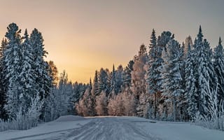 Обои дорога, лес, зима