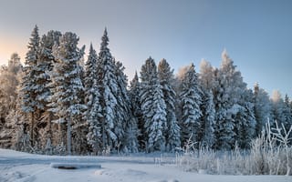 Обои лес, снег, зима