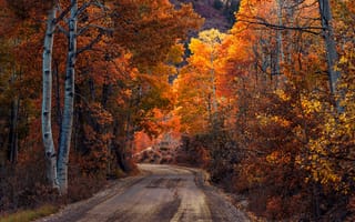 Обои дорога, осень, лес