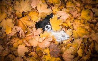 Картинка осень, мордашка, листья, взгляд, собачка, выглядывает, собака, кленовые, лежит, природа, листва, малышка, желтые, щенок, лапки