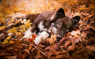 Картинка осень, коричневый, лежит, щенок, малыш, собака, золотая осень, природа, взгляд, ветки, листья, поза