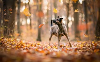 Картинка осень, листопад, листва, листья, взгляд, природа, лес, щенок, прогулка, деревья, свет, поза, собака, стоит, парк