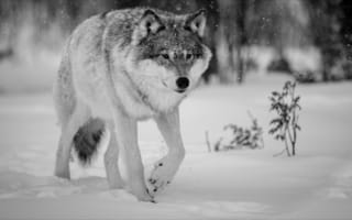 Обои Nature, wolf, волк, winter, зима, animals