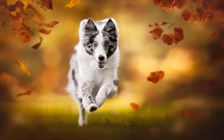 Картинка осень, размытость, бег, боке, листья, собака