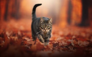 Картинка осень, кот, боке, взгляд, листва, мордашка, котейка, листья
