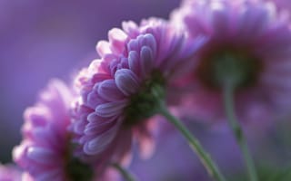 Картинка Хризантемы, лепестки, розовые, цветы, фиолетовый