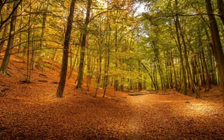 Обои осень, деревья, листва, лес