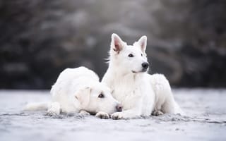 Обои песок, две собаки, белые, парочка, две, боке, природа, поза, лежат, пара, дуэт, собаки, вместе, взгляд, друзья