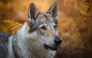 Картинка осень, взгляд, волчья, портрет, морда, природа, пёс, красавец, боке, волчья собака Сарлоса, листья, собака, волк, папоротник