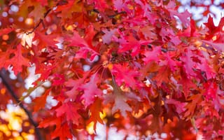Картинка осень, листья, дерево, осенние, maple, red, клен, autumn, leaves, colorful