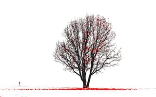 Картинка дерево, листья красные, силуэт