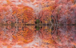 Картинка Kenji Yamamura, листва, осень, отражение, деревья, Lake Tsuta, photographer