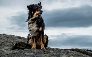 Картинка Majestic Dog, камень, ветер