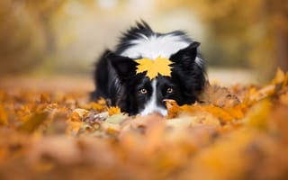 Картинка осень, листья, поза, листопад, листок, лист, лежит, настроение, природа, взгляд, портрет, морда, собака, листва, парк