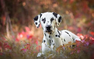 Обои осень, листья, далматинец, трава, портрет, собака, щенок, боке, природа