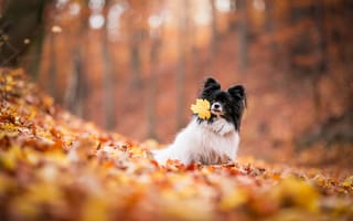 Картинка осень, листва, листопад, папийон, листик, листок, природа, собачка, папильон, собака