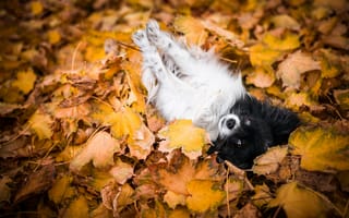 Картинка осень, лежит, папильон, листва, листья, поза, собачка, собака, малышка, резвится, золотая осень, папийон