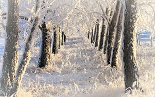 Картинка зима, иней, деревья, снег