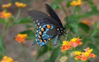 Картинка природа, цветок, мотылек, бабочка