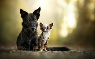 Картинка парочка, Чихуахуа, две собаки, боке