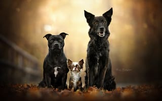 Картинка осень, троица, собаки, портрет, листва, листья, боке, трио, Чихуахуа, друзья, Американский стаффордширский терьер