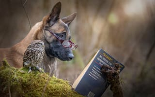 Картинка собака, друзья, чтение, сова, книга