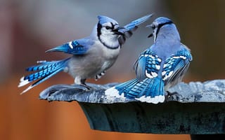 Картинка птицы, Голубая сойка, парочка