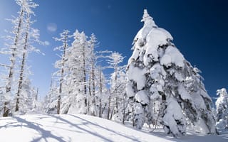Картинка зима, ель, снег, деревья, склон