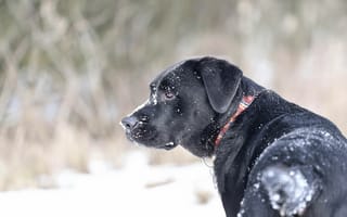 Картинка пёс, снег, ошейник