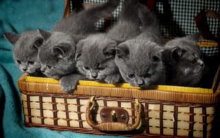 Картинка Британская короткошёрстная, британцы, малыши, котята, чемодан