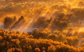 Картинка осень, лес, туман, утро