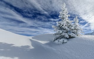 Обои небо, зима, снег, дерево, облака, ель