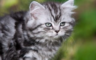 Картинка Британская длинношерстная кошка, усы, котёнок