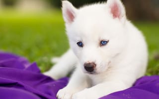 Картинка Сибирский хаски, щенок, голубые глаза, белый