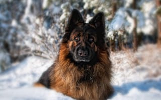 Картинка Немецкая овчарка, собака, взгляд, лес