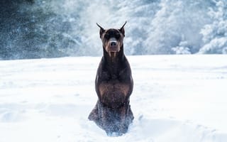 Картинка доберман, зима, собака, снег