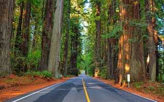 Обои дорога, шоссе, деревья, лес