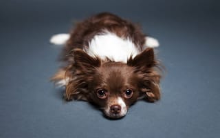 Картинка Собака, взгляд, Чихуахуа, лежит, пол
