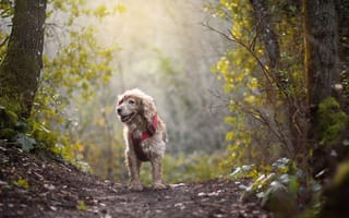 Картинка собака, лес, солнце, путь