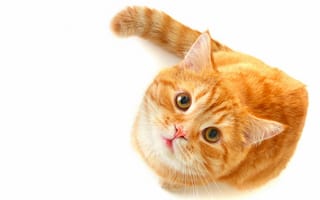 Картинка кошка, зеленые, смотрит, белый фон, рыжий, кот, взгляд, глаза