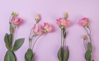 Картинка цветы, розовый, эустома, flowers, pink, eustoma