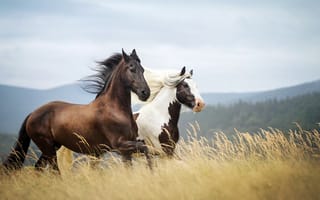 Обои кони, природа