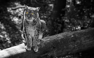 Картинка Рысь, лес, семейство кошачьи, кошка, желтые глаза, серый, животное, уши, деревья, The Lynx