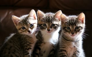 Картинка Кошки, Коты, Трое, Животные, Котята